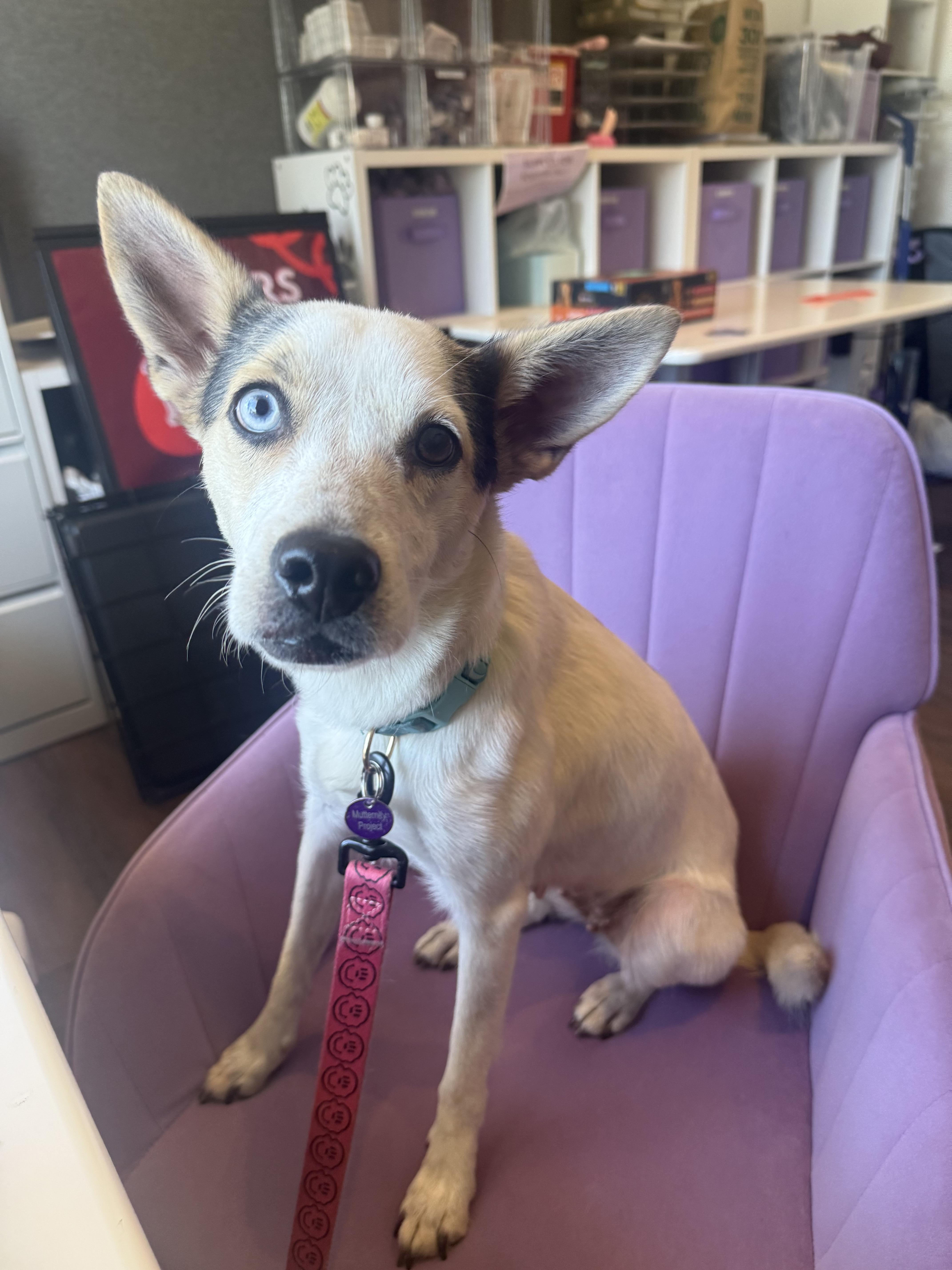 Enlarge Lil' Mama, a ADOPTABLE mixed breed in West Hollywood, CA image 4/6