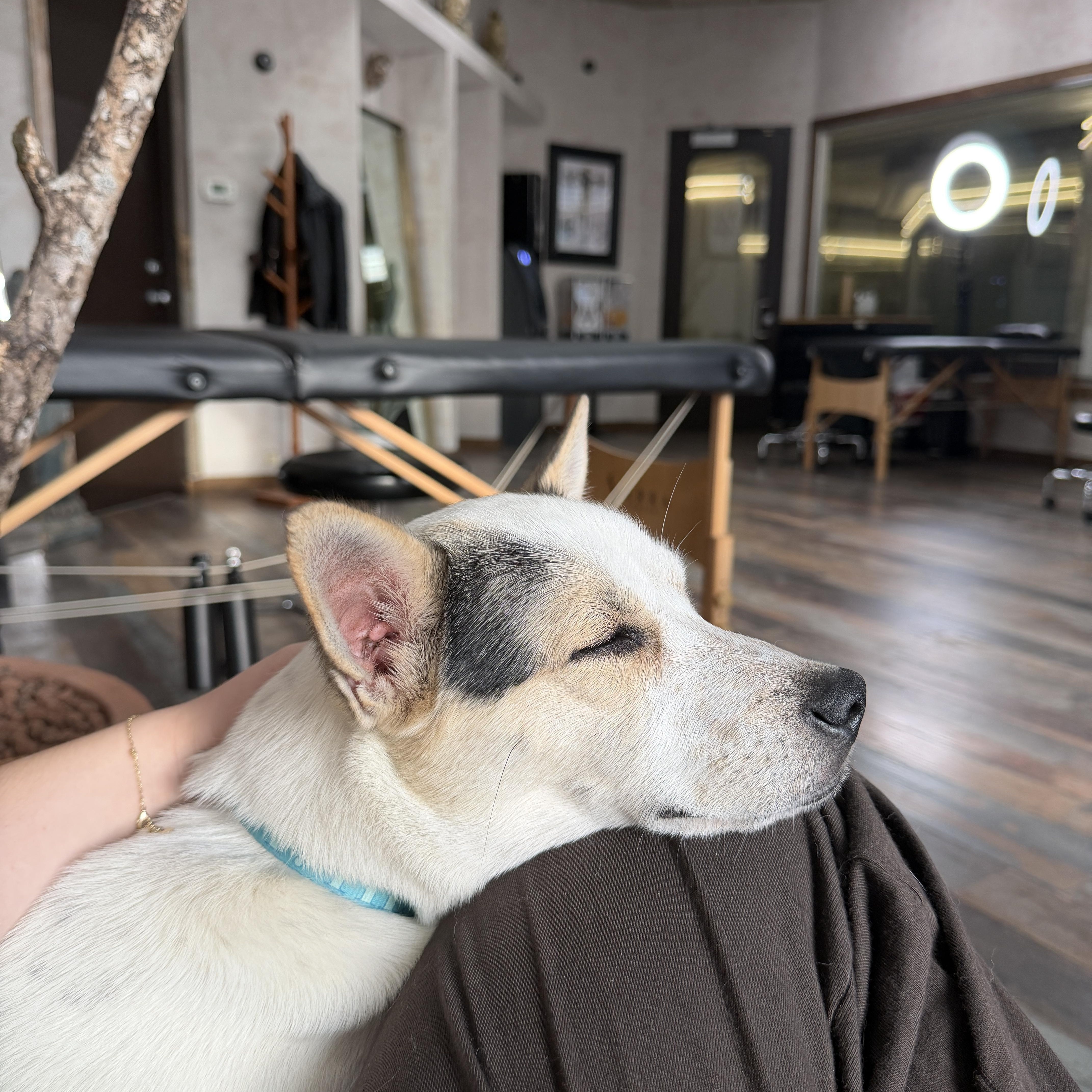 Enlarge Lil' Mama, a ADOPTABLE mixed breed in West Hollywood, CA image 3/6