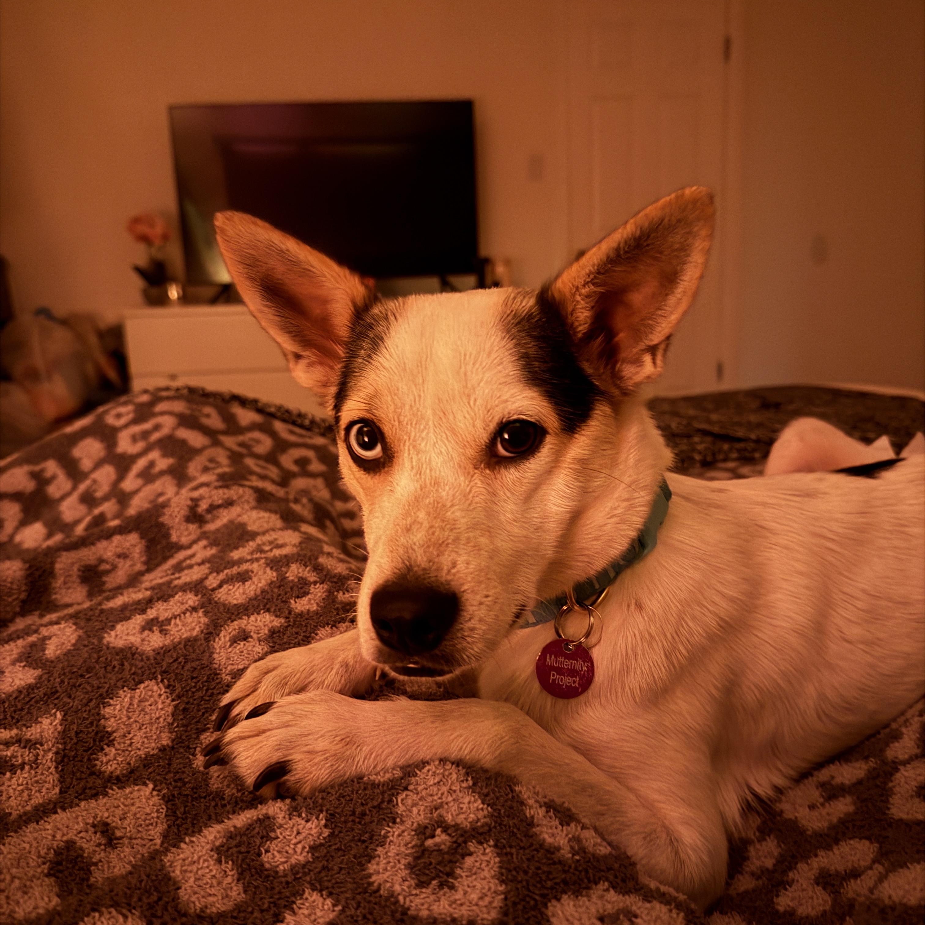 Enlarge Lil' Mama, a ADOPTABLE mixed breed in West Hollywood, CA image 5/6