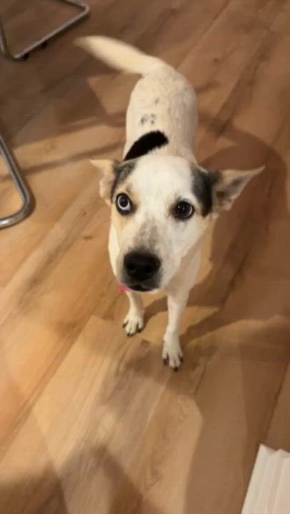 Enlarge Lil' Mama, a ADOPTABLE mixed breed in West Hollywood, CA video 2/6