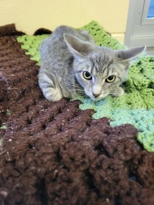 Enlarge Dakota, a Adoptable mixed breed in Sanford, FL image 1/1