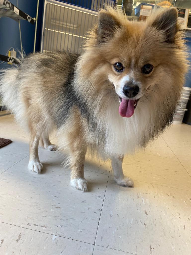 Enlarge Mr Master, a Adoptable Pomeranian in Morgantown, KY image 1/1