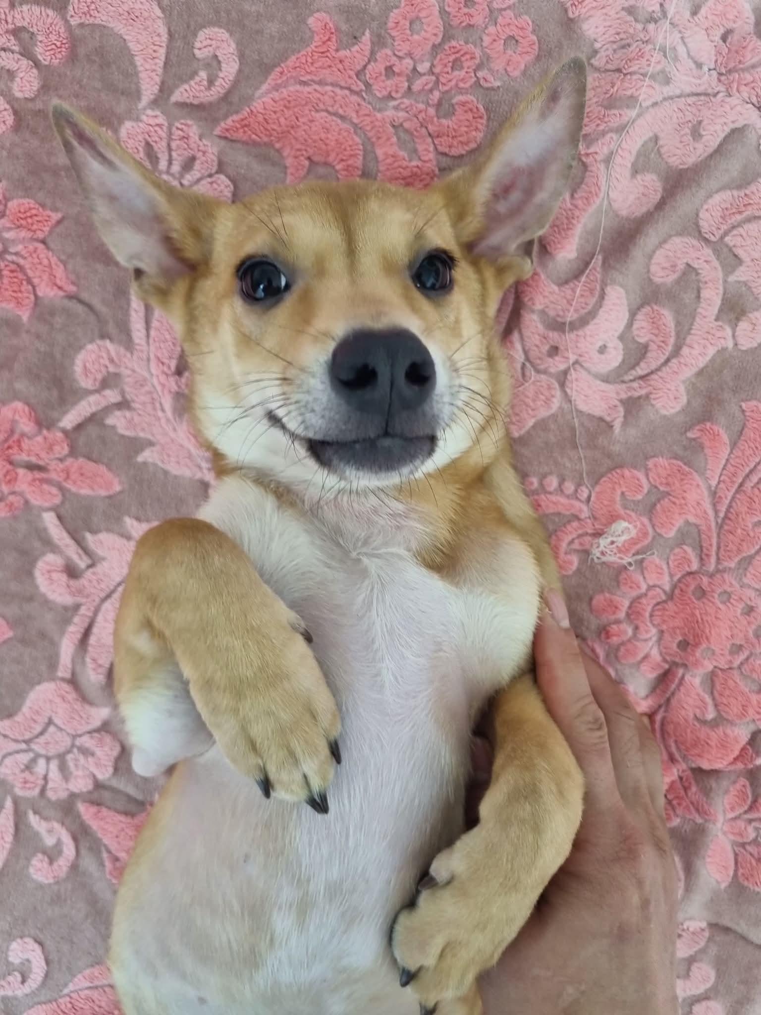 LUCKY, Adoptable, Puppy Male Dachshund & Corgi.