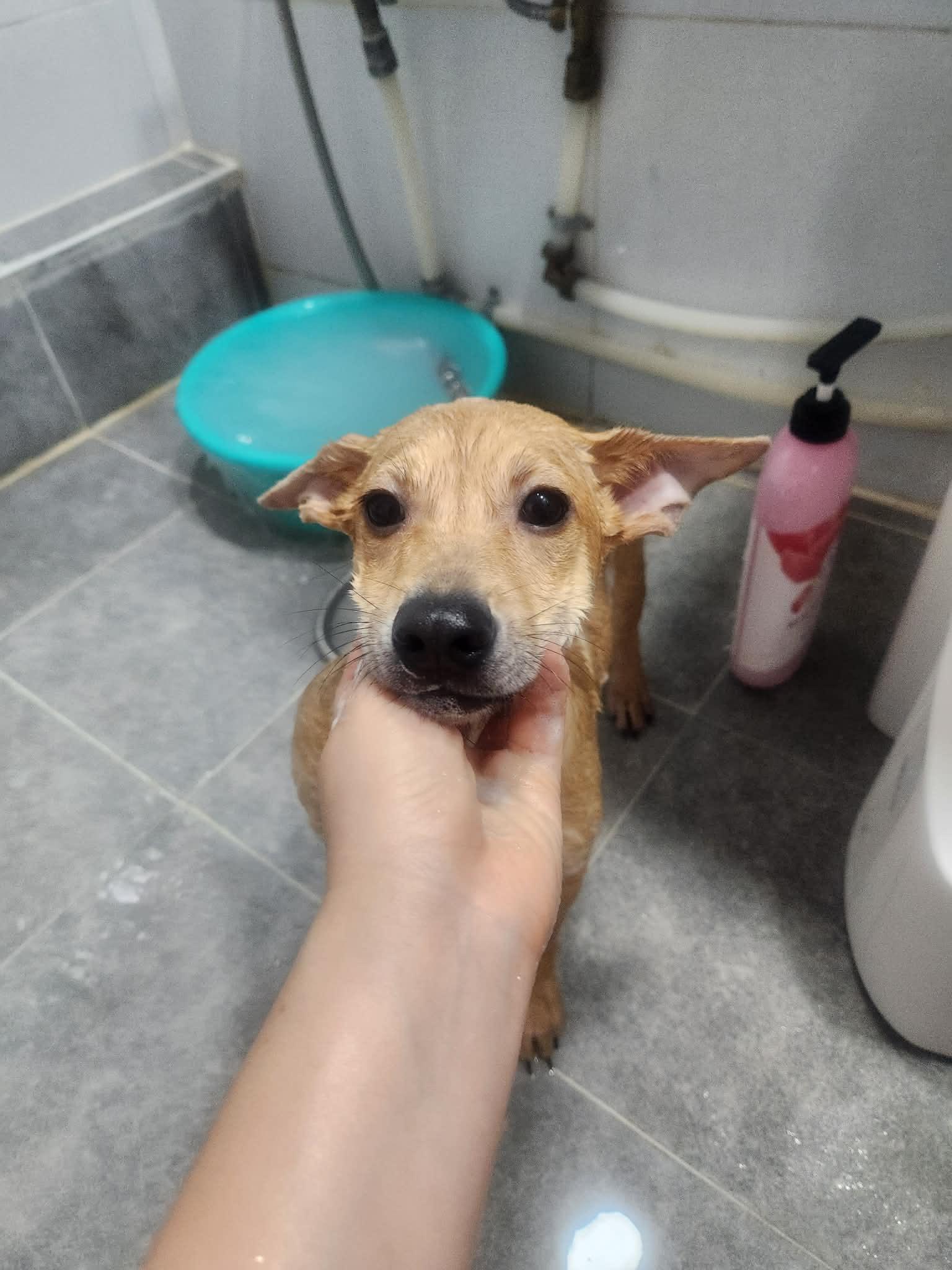 Enlarge LUCKY, a Adoptable mixed breed in Agoura Hills, CA image 2/2