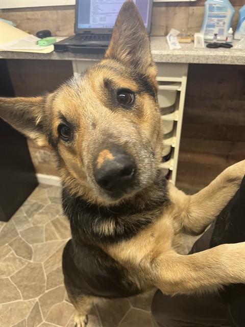 Enlarge VINCENT, a Adoptable mixed breed in Chester, SC image 1/1