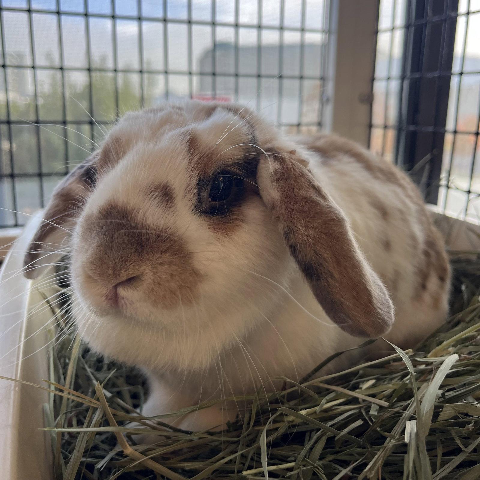 Cali, Adoptable, Young Female Bunny Rabbit.