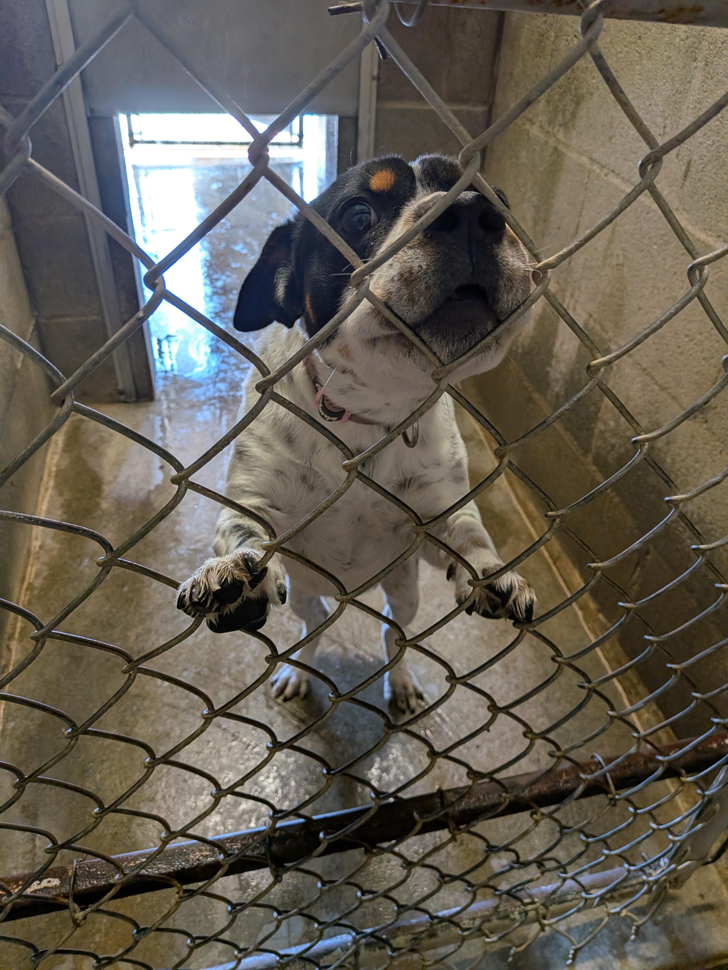 Enlarge Rocco, a Adoptable mixed breed in Hermiston, OR image 1/2