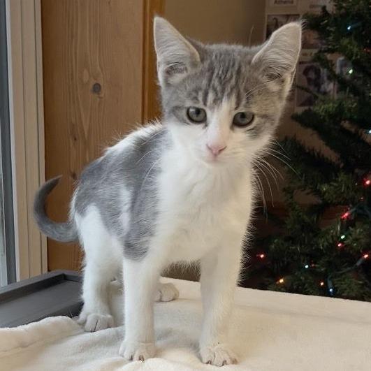 Porky C25-057, Adoptable, Kitten Male Domestic Short Hair.