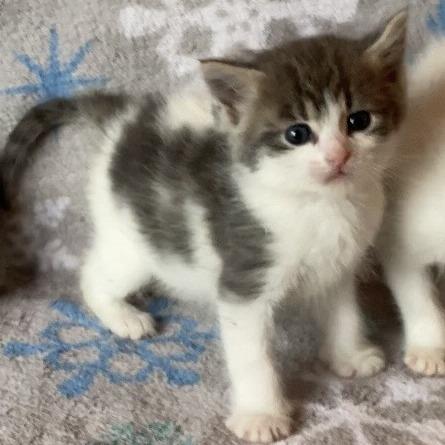 Porky C25-057, Adoptable, Kitten Male Domestic Short Hair.