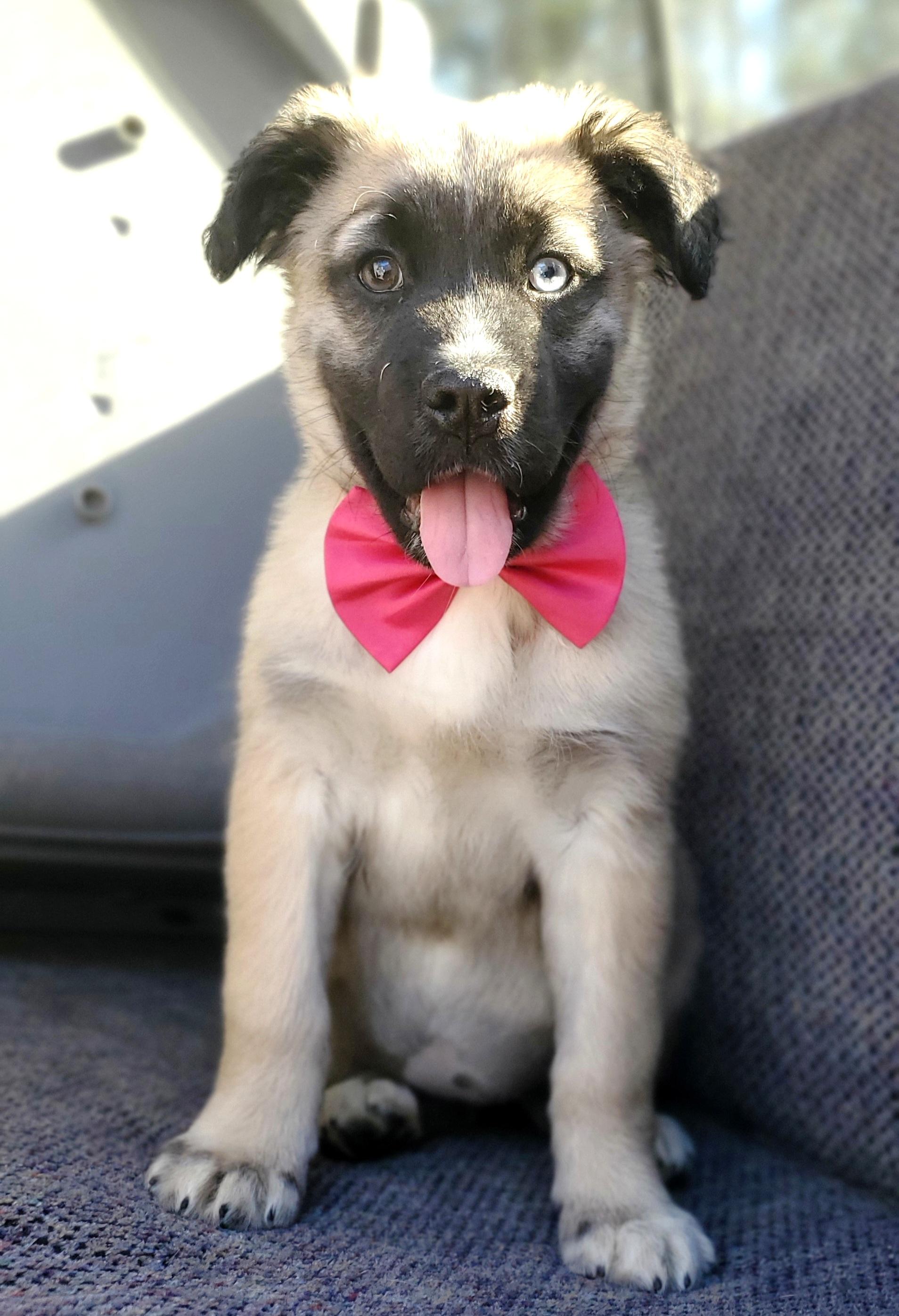 Enlarge Harper, a Adoptable mixed breed in Jacksonville, FL image 6/6