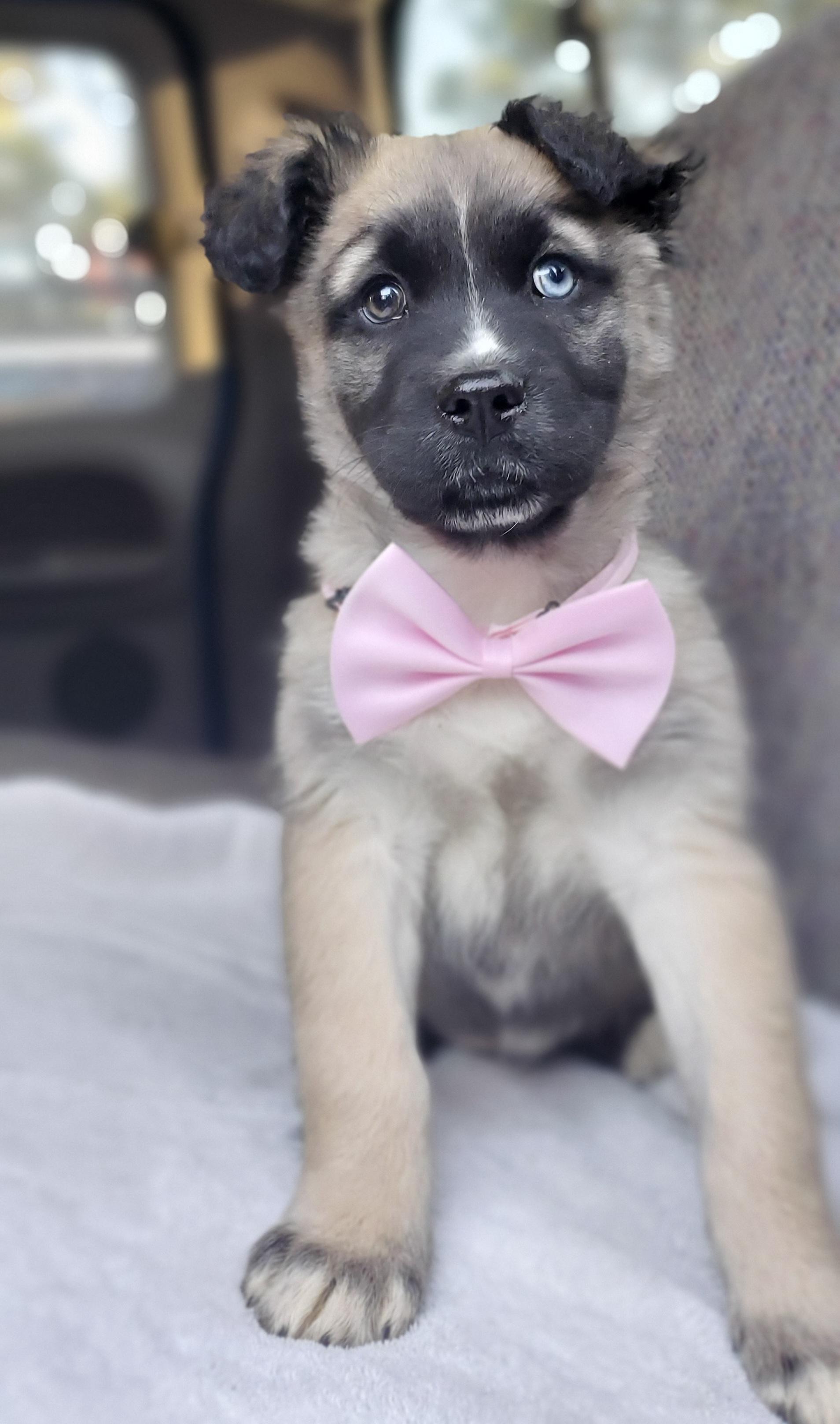 Enlarge Harper, a Adoptable mixed breed in Jacksonville, FL image 4/6