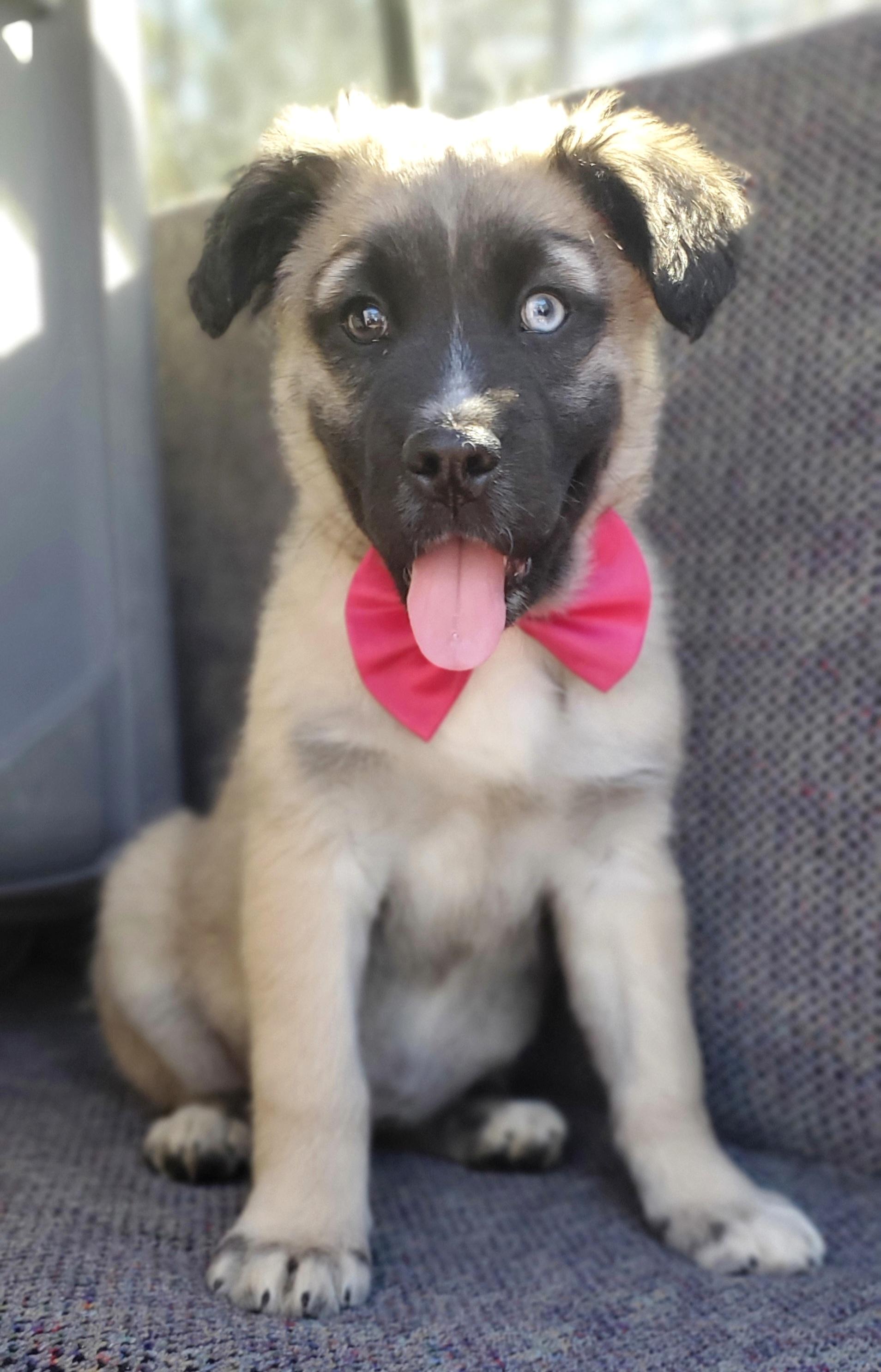 Enlarge Harper, a Adoptable mixed breed in Jacksonville, FL image 2/6