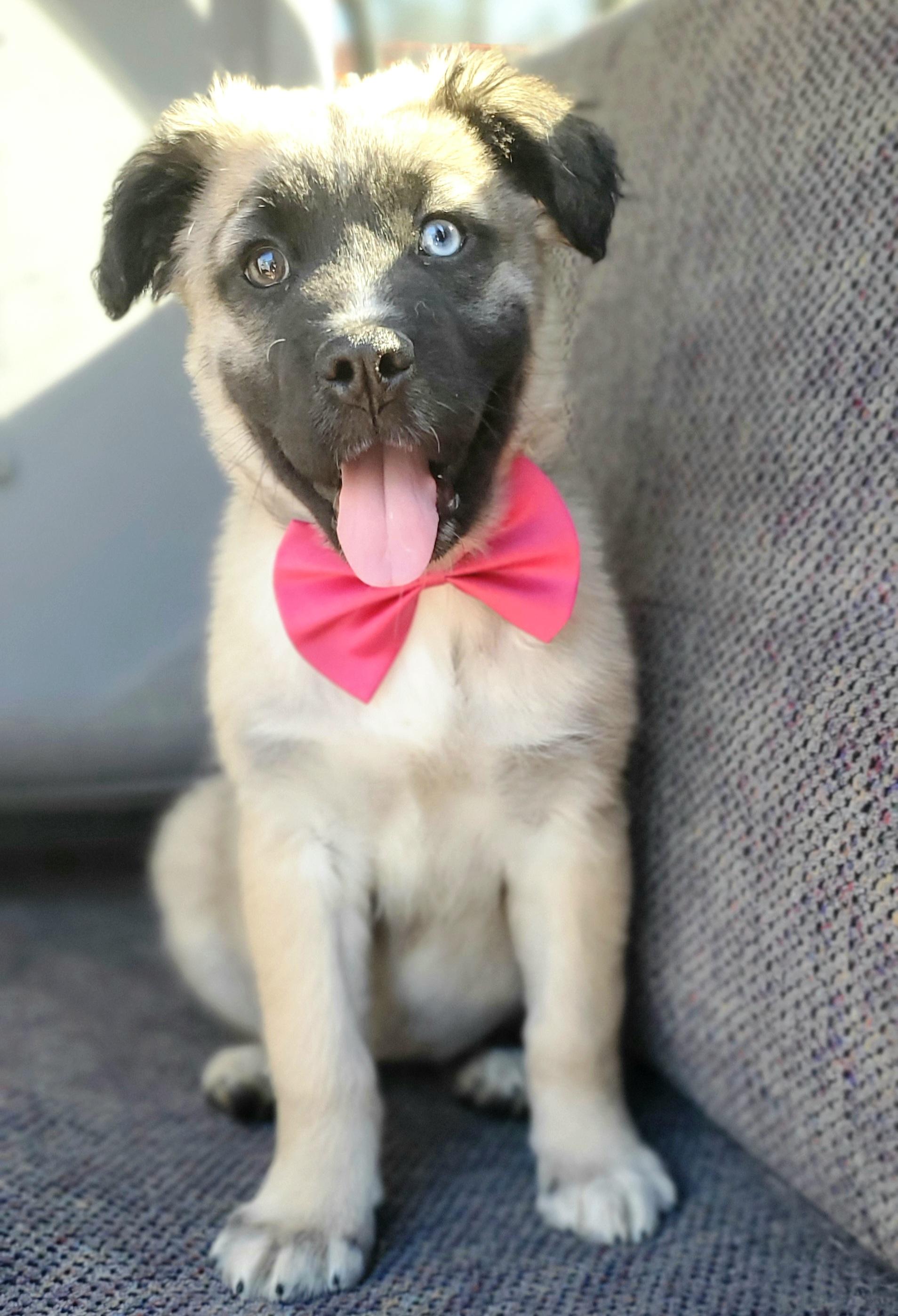 Harper, Adoptable, Puppy Female Husky & Mixed Breed.