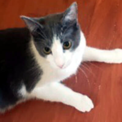Gloria, Adult Female Domestic Short Hair