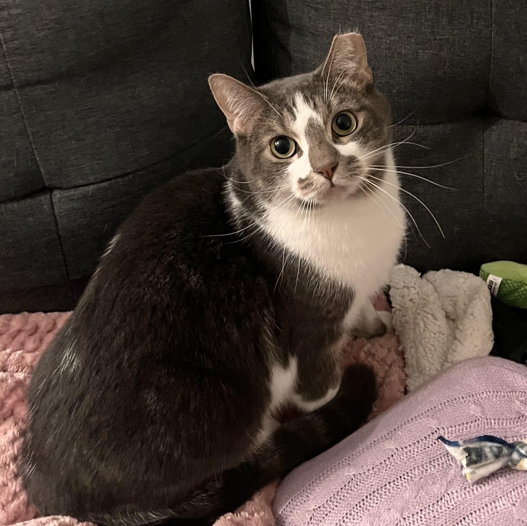 Walter and Wesley, an adopted American Shorthair in brooklyn, NY image 2/6