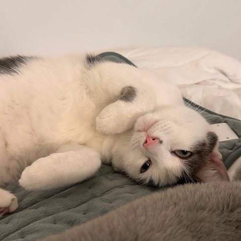 Walter and Wesley, an adopted American Shorthair in brooklyn, NY image 4/6