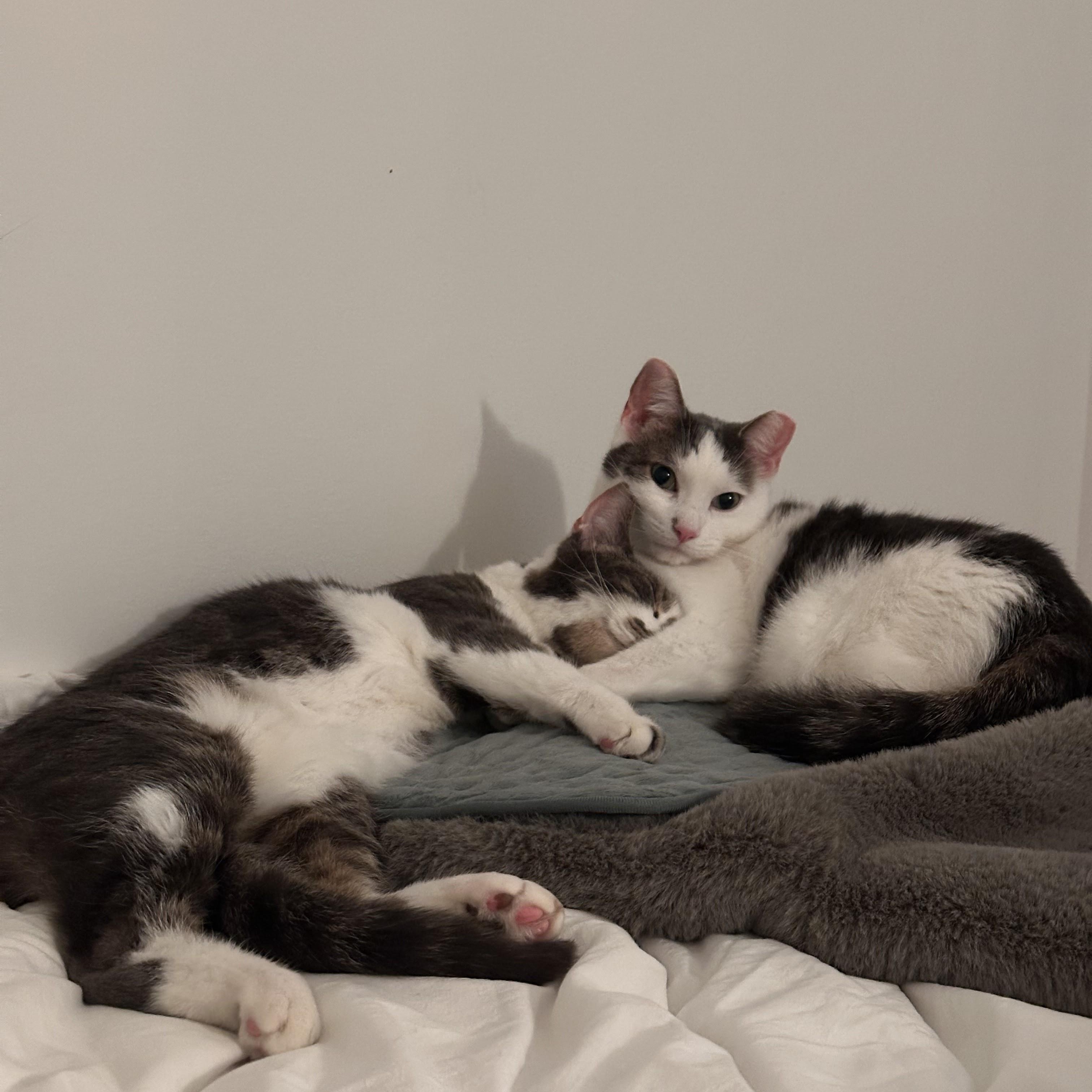 Walter and Wesley, an adopted American Shorthair in brooklyn, NY image 6/6