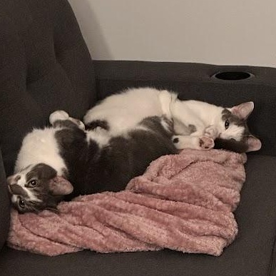 Walter and Wesley, an adopted American Shorthair in brooklyn, NY image 5/6