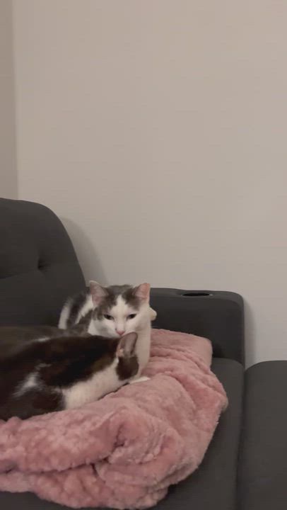 Enlarge Walter and Wesley, an adopted American Shorthair in brooklyn, NY video 3/6