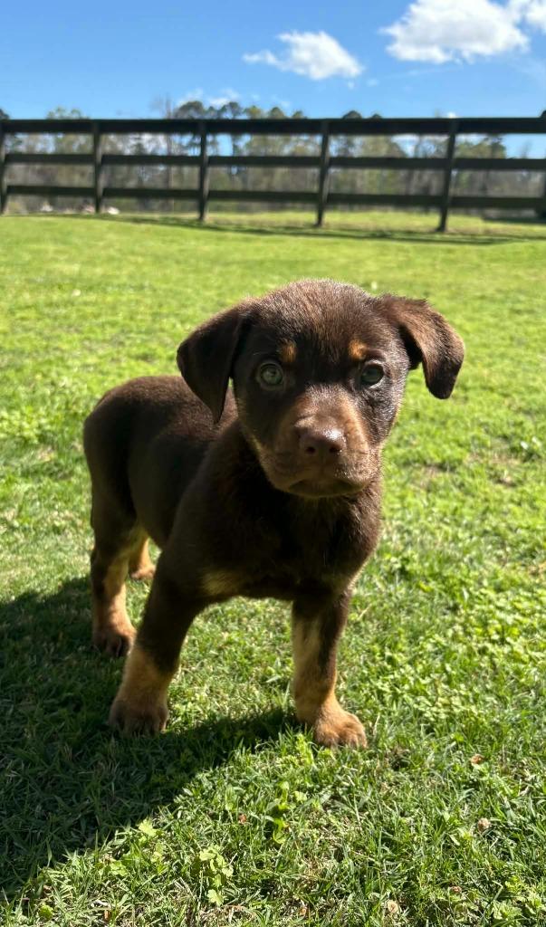 J.J, a Adoptable mixed breed in Fond Du Lac, WI image 1/4