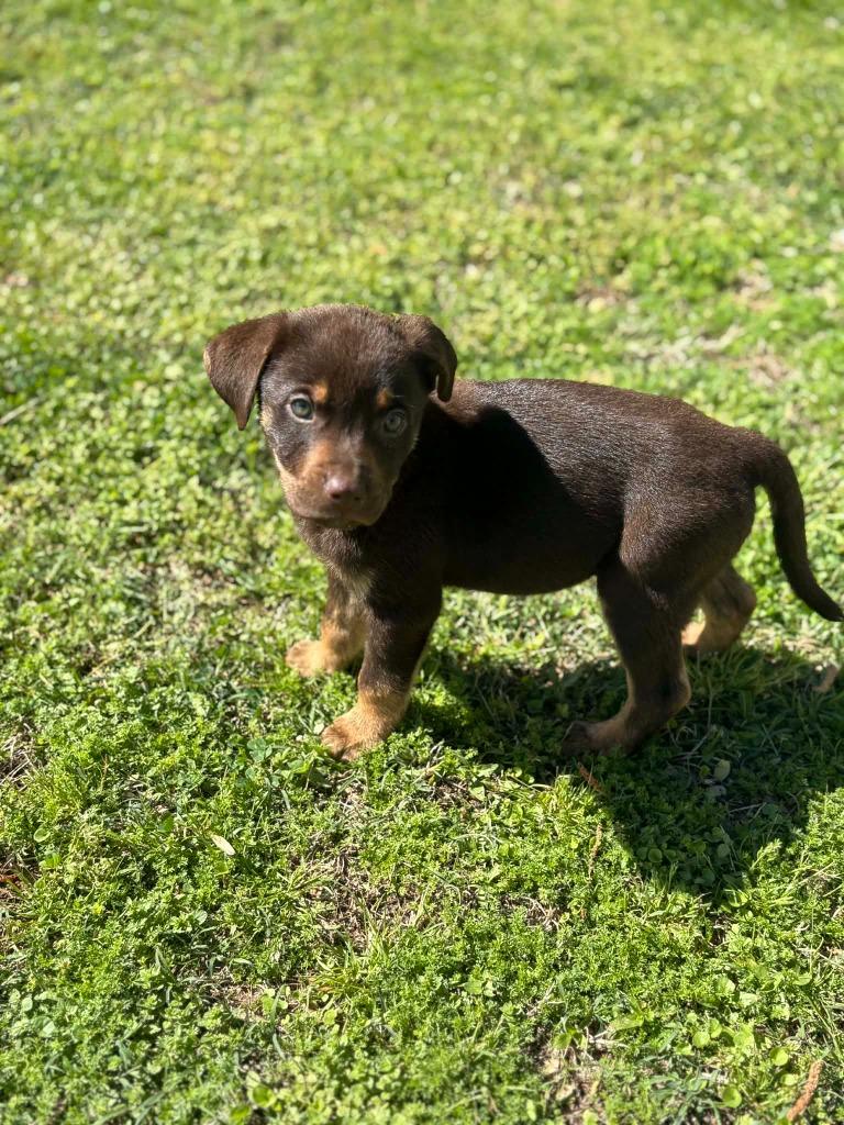 J.J, a Adoptable mixed breed in Fond Du Lac, WI image 2/4