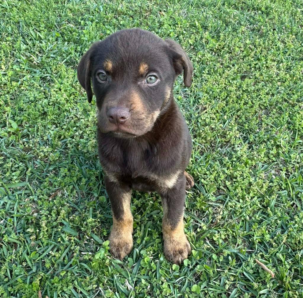 J.J, a Adoptable mixed breed in Fond Du Lac, WI image 3/4