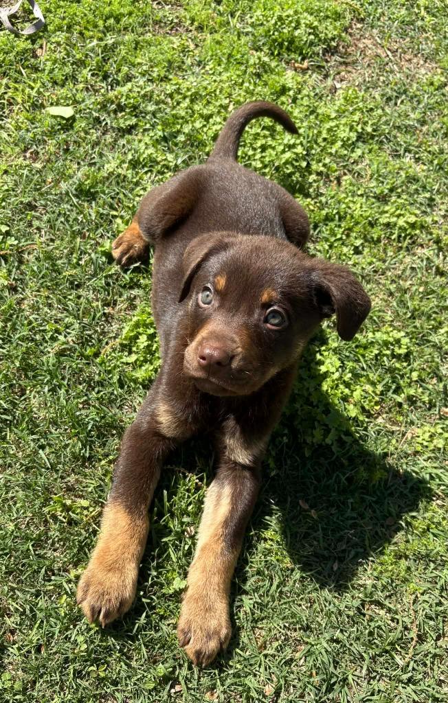 J.J, a Adoptable mixed breed in Fond Du Lac, WI image 4/4