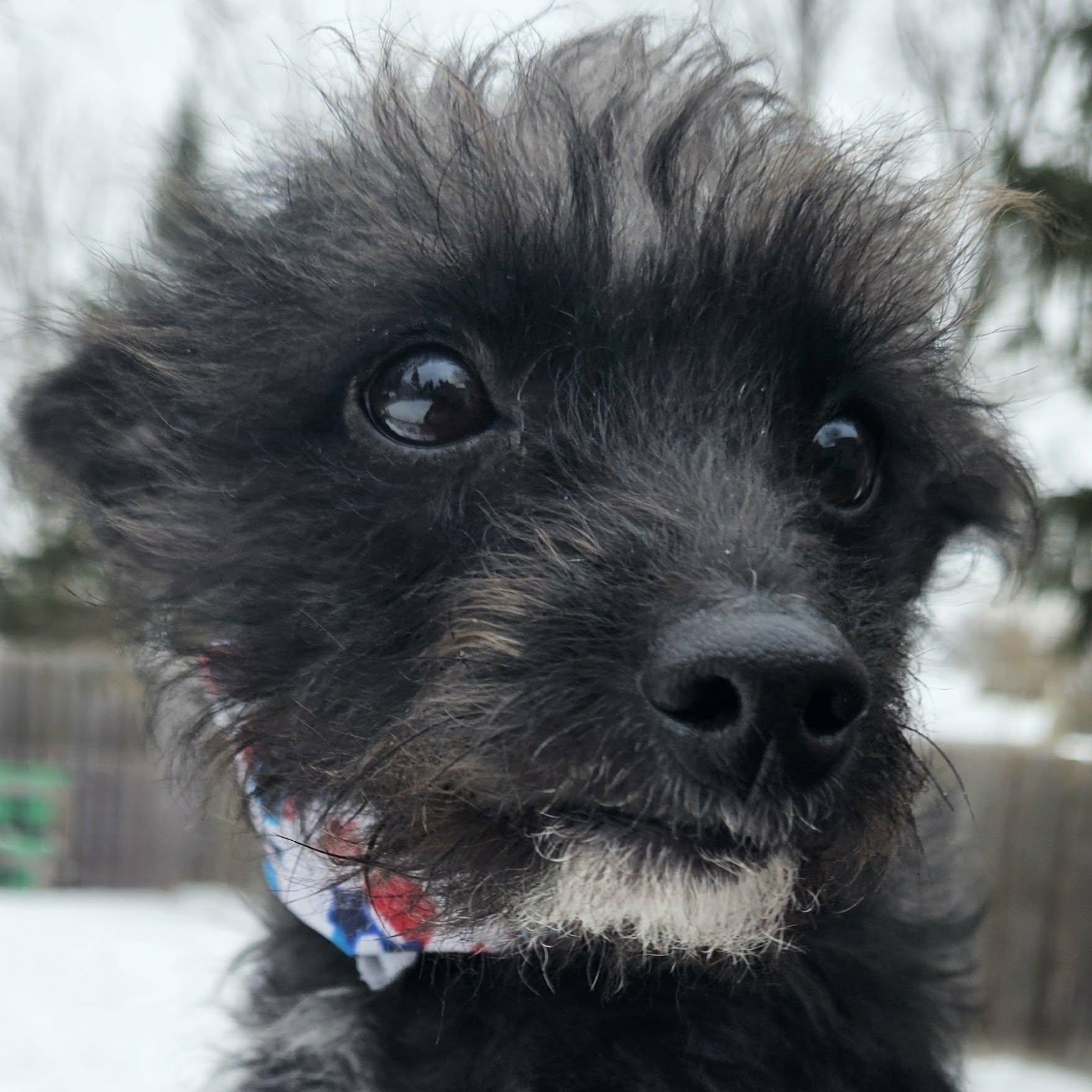 Enlarge Frannie, a Adoptable mixed breed in Livonia, MI image 6/6