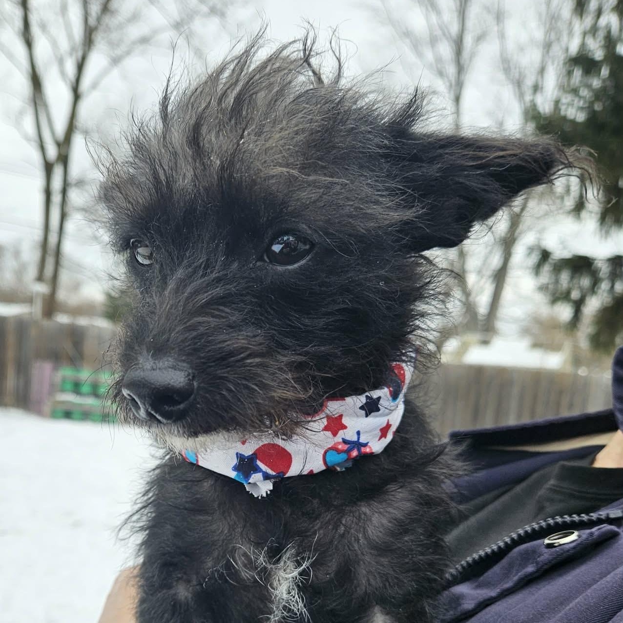 Enlarge Frannie, a Adoptable mixed breed in Livonia, MI image 5/6