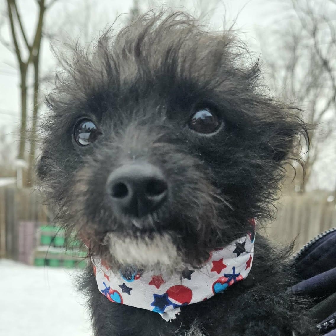 Enlarge Frannie, a Adoptable mixed breed in Livonia, MI image 2/6