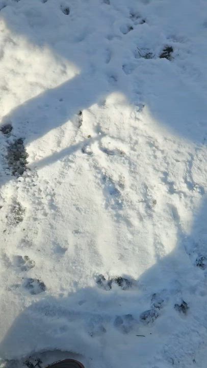 Enlarge Frannie, a Adoptable mixed breed in Livonia, MI video 4/6