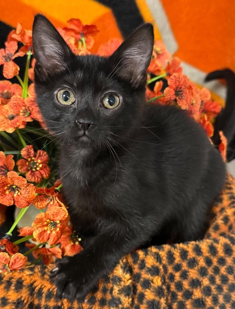 5/6/26 Tiny Tim, Adoptable, Kitten Male Domestic Short Hair.