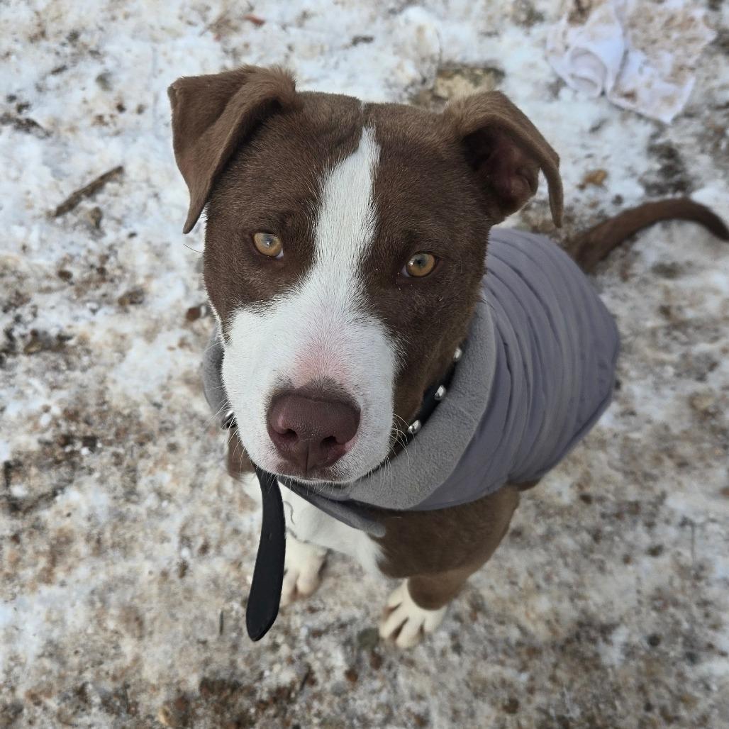 Aragorn, Adoptable, Young Male American Staffordshire Terrier.