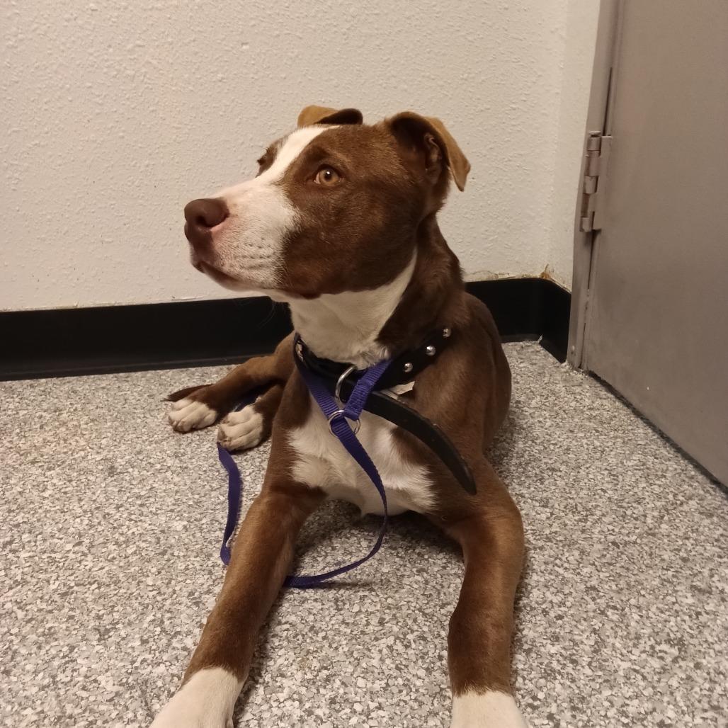 Enlarge Aragorn, a Adoptable American Staffordshire Terrier in Taos, NM image 1/1