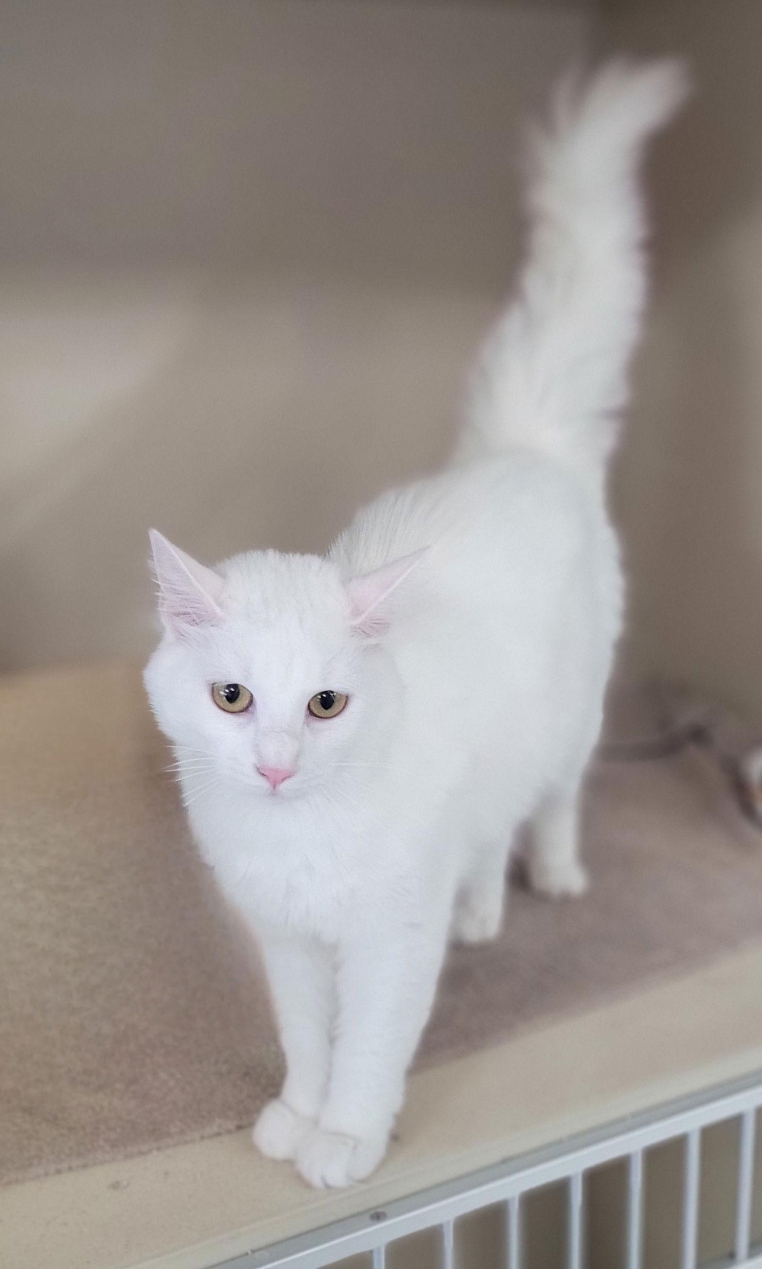 Pluto, Adopted, Young Female Domestic Long Hair.