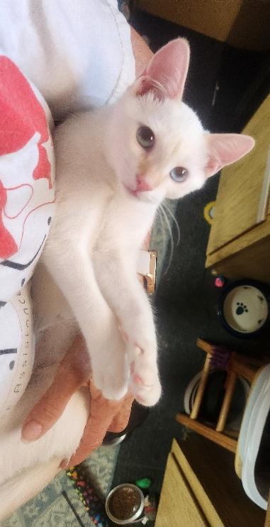 Enlarge Malina Loves to perch on a shoulder, a Adoptable mixed breed in Fayetteville, AR image 2/6