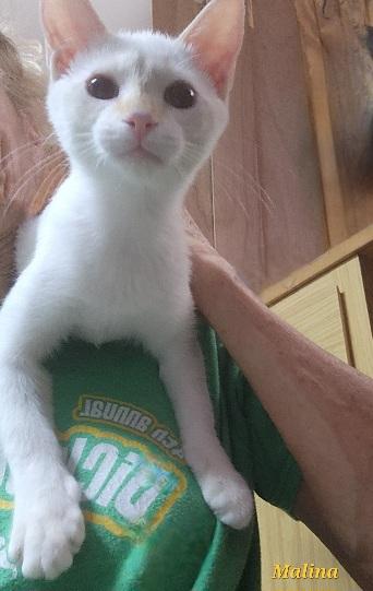 Enlarge Malina Loves to perch on a shoulder, a Adoptable mixed breed in Fayetteville, AR image 4/6