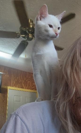 Enlarge Malina Loves to perch on a shoulder, a Adoptable mixed breed in Fayetteville, AR image 3/6