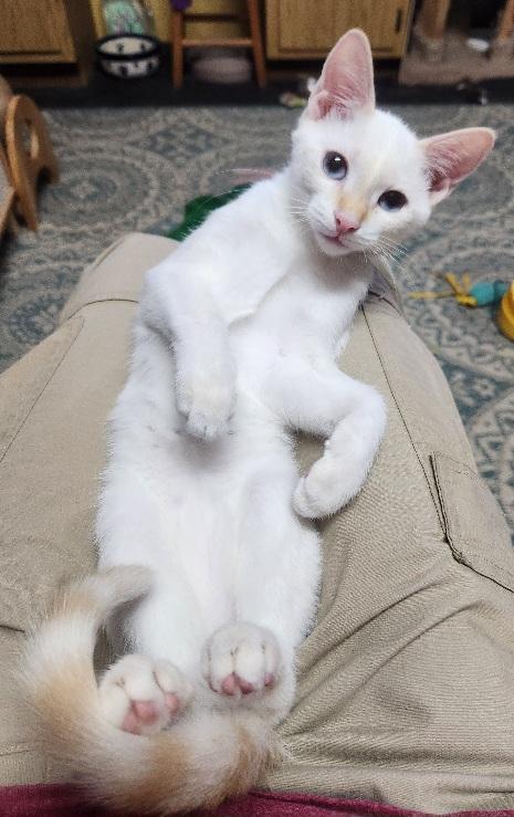 Enlarge Malina Loves to perch on a shoulder, a Adoptable mixed breed in Fayetteville, AR image 5/6