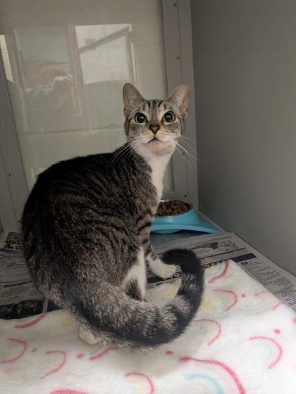 Kona, Adoptable, Young Female Domestic Short Hair & Domestic Short Hair.