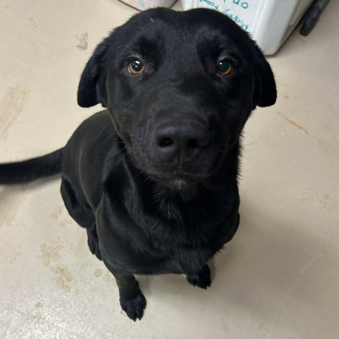 Charlie, Adoptable, Adult Male Labrador Retriever.