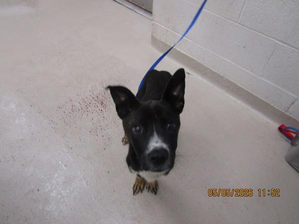 Vincent (882), Adoptable, Young Male Labrador Retriever.