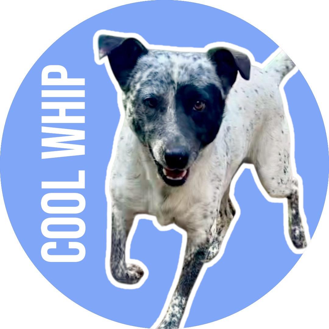 Cool Whip, Adoptable, Adult Male Australian Cattle Dog / Blue Heeler.
