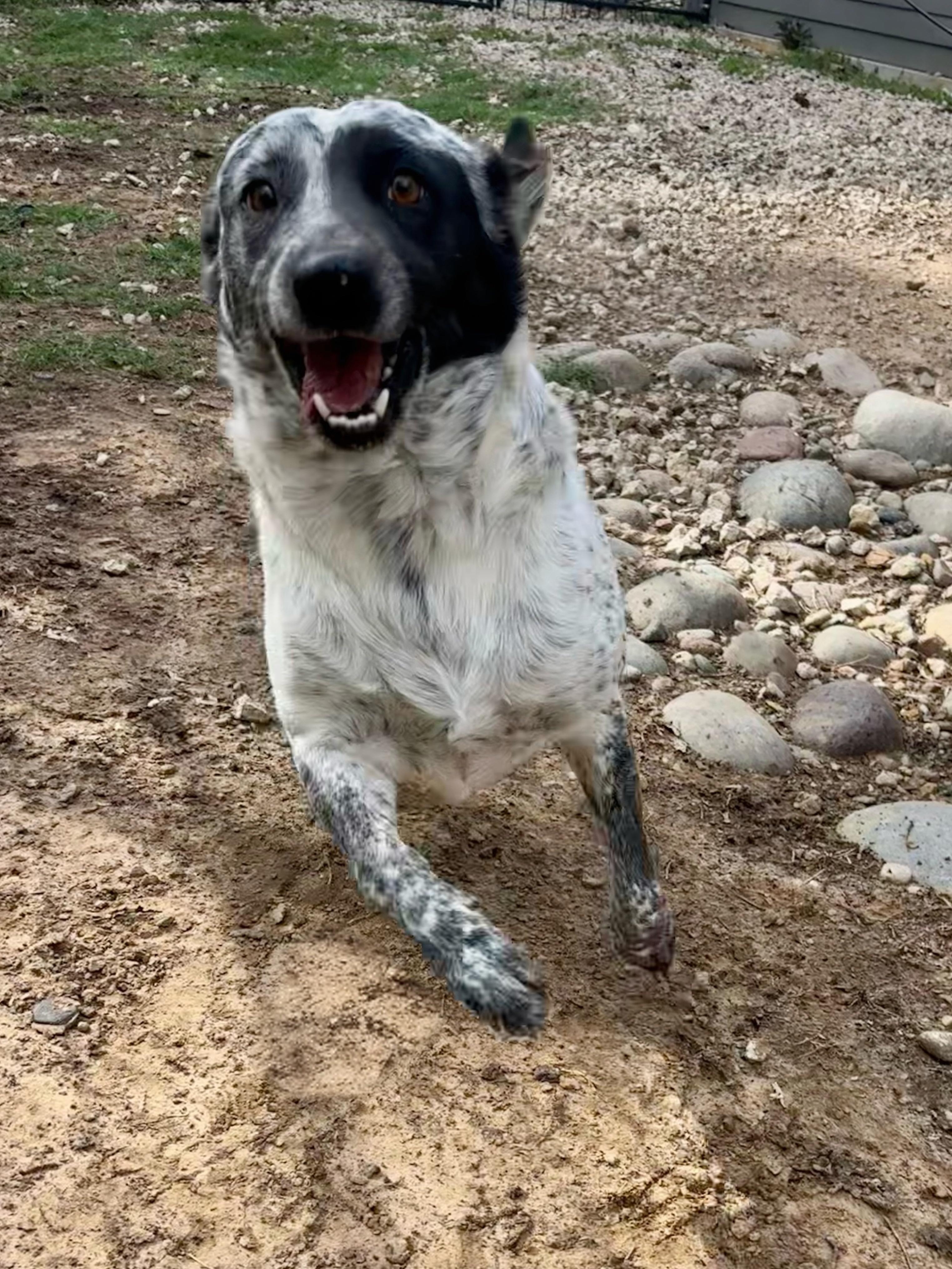 Enlarge Cool Whip, a Adoptable Australian Cattle Dog / Blue Heeler in Evans City, PA image 3/5