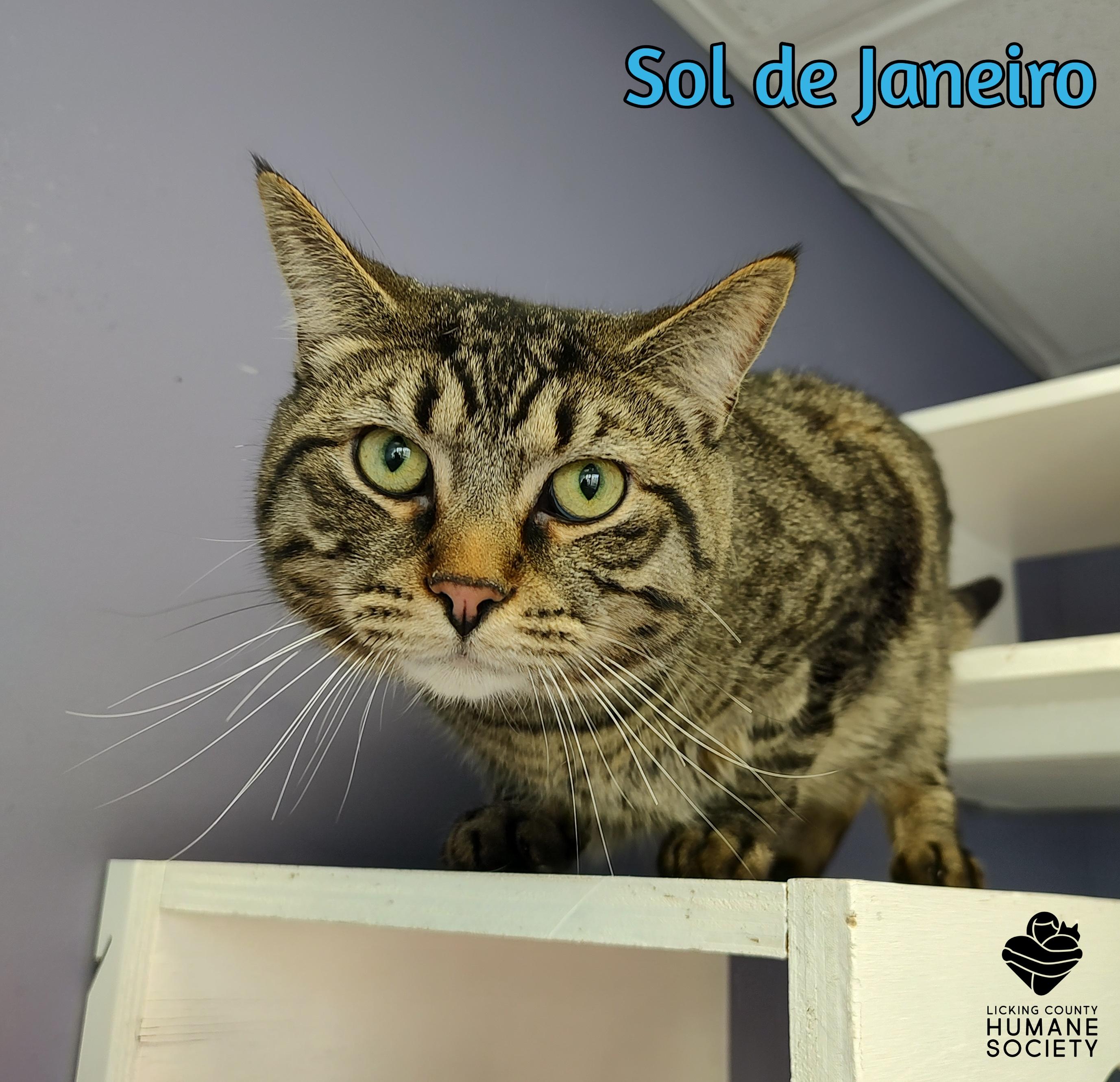 Enlarge Sol de Janeiro, an adopted Domestic Short Hair in Heath, OH image 1/1