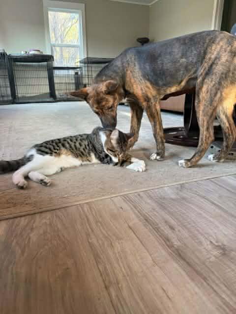 Enlarge Ally , a ADOPTABLE mixed breed in Bend, OR image 3/5