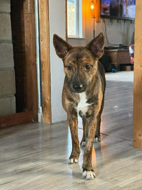 Enlarge Ally , a ADOPTABLE mixed breed in Bend, OR image 1/5