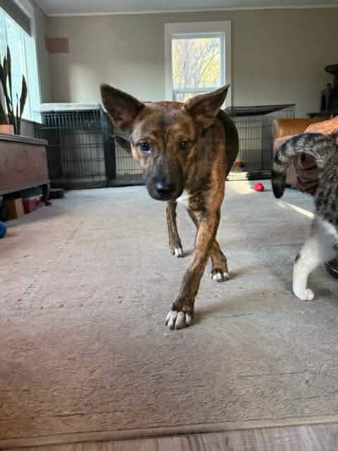 Enlarge Ally , a ADOPTABLE mixed breed in Bend, OR image 2/5