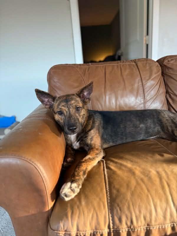 Enlarge Ally , a ADOPTABLE mixed breed in Bend, OR image 5/5