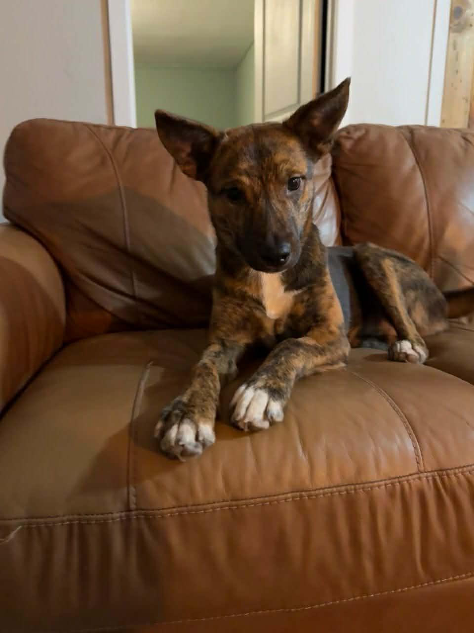 Enlarge Ally , a ADOPTABLE mixed breed in Bend, OR image 4/5